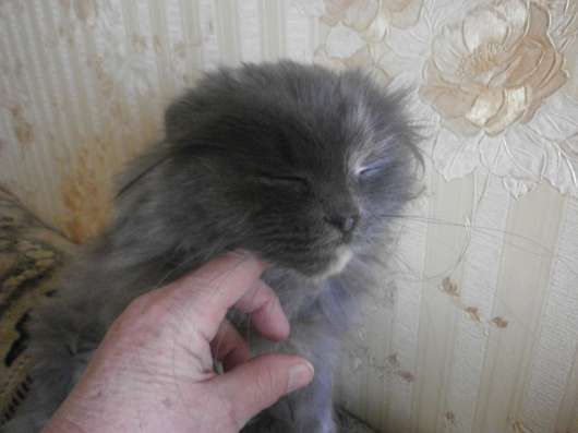 Отдам в хорошие руки