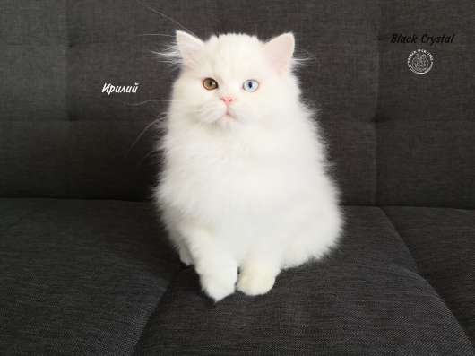 Котенок от Питомника Black Crystal фото 3