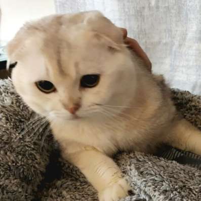 Шотландские вислоухие котята фото 8