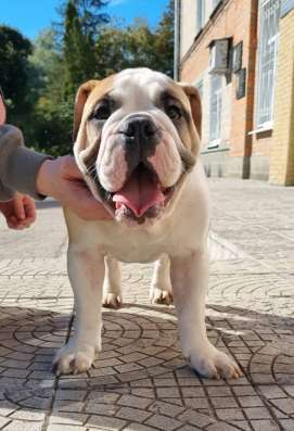 Englische Bulldogge