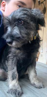 Щенки Миттельшнауцера - Mittelschnauzer фото 3