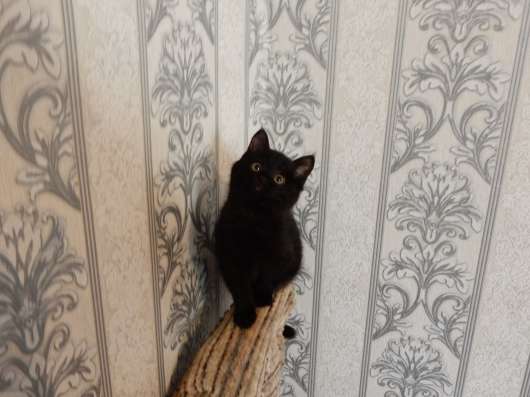 Шикарный котенок