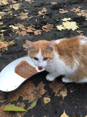 Котятам нужен дом в Москве фото 7