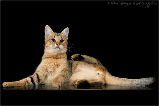 Купить кошку Чаузи F3