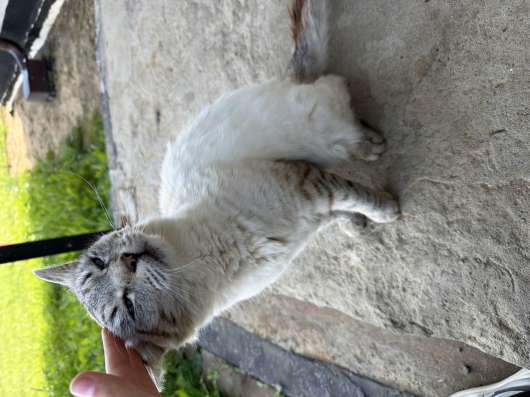 Кошка в Солнечногорске