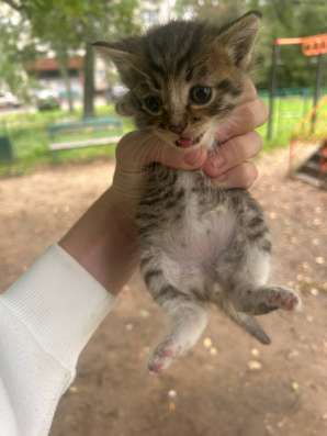 Котята