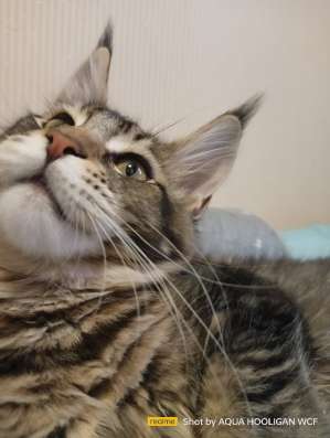 Мейн-КУНЫ, котята