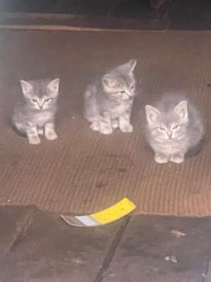 Котята