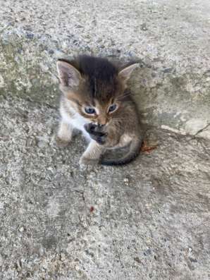 Котята . в Ставрополе фото 3