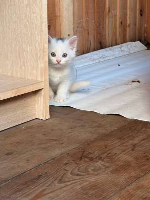 котята в Нижневартовске фото 5