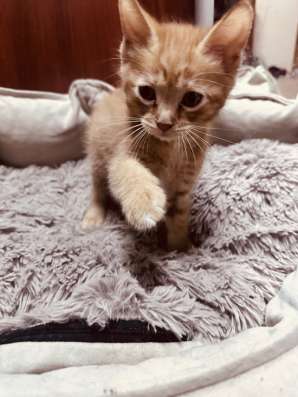 Отдам котенка 03.09.26