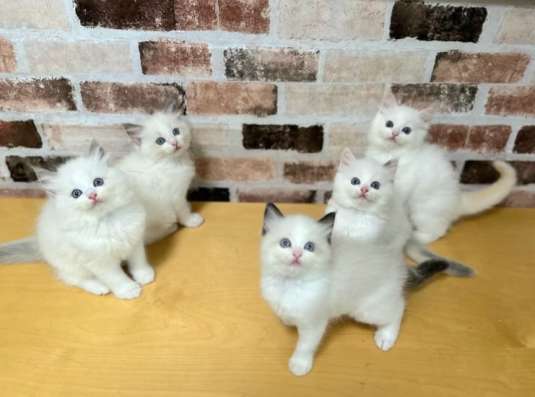 Котята Рэгдолл в Москве