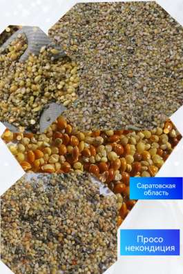 Просо кормовое