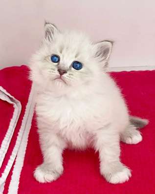 Spain cattery of Siberian cats фото 3