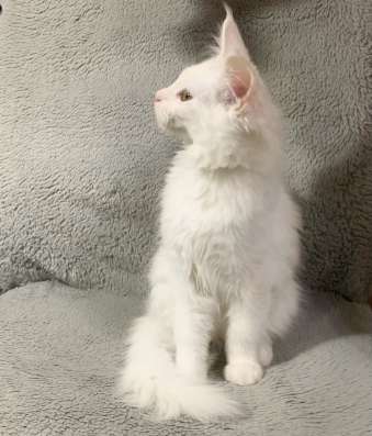 Котёнок мейн кун