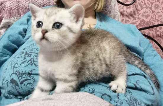 Котёнок британский и шотландский в Москве фото 15