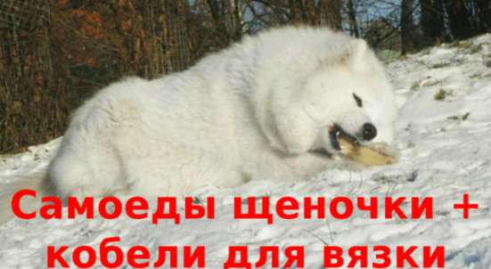 Самоеды щенки и кобели для вязки