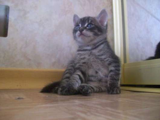 Отдам котят