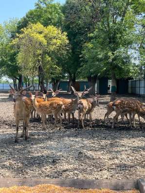 Олени в Краснодаре фото 3