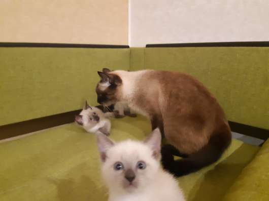 Сиамские котята в Сыктывкаре фото 11