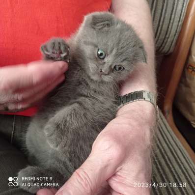 Шотландские котята в Челябинске