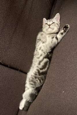 Шотландская кошечка