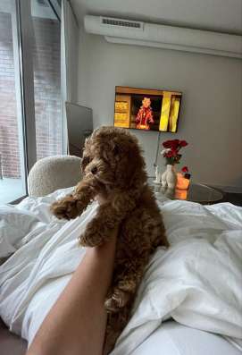 Той пудель. Мальчики и девочки. Toy poodle