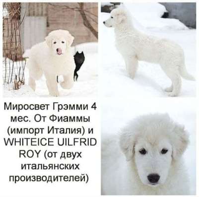Продаются щенки Мареммо-абруцко й овчарки в Москве фото 4