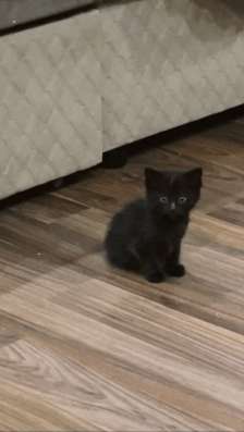 СРОЧНО ОТДАЮ КОТЯТ