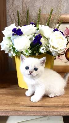 Котята чистокровные в Анапе фото 4