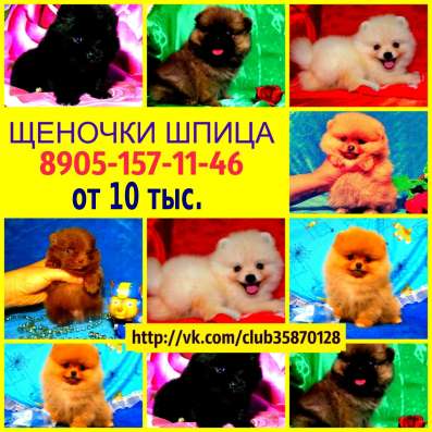 Щеночки померанцы