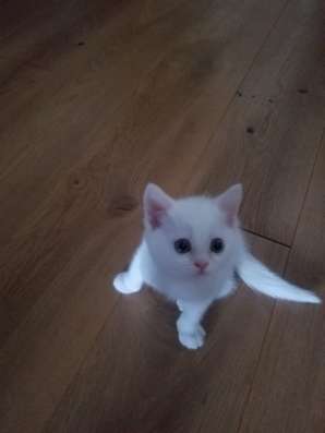 Белый шотландский котенок