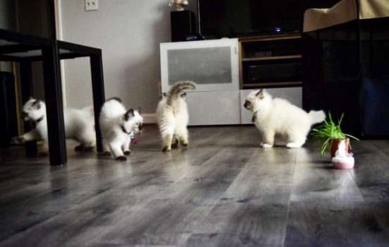 Котодетки Рэгдолл