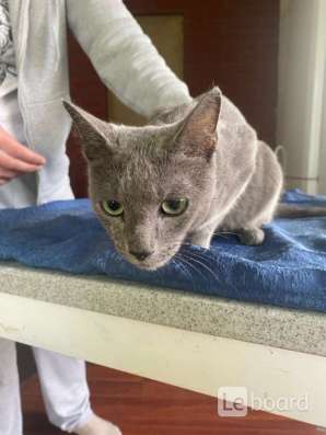 Кошка в Дедовске