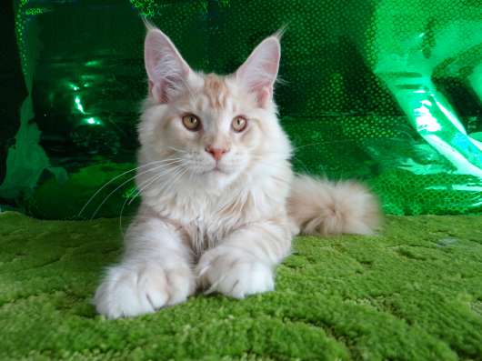 Мейн кун котенок в Ярославле фото 4