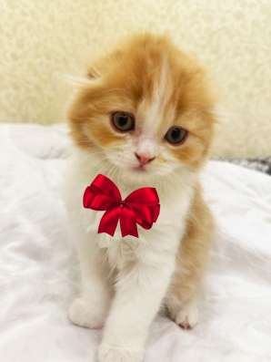 Котята скоттиш фолд и страйт в Якутске фото 4