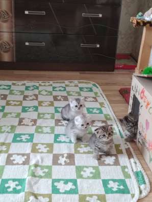 Продам шотландских котят фото 3