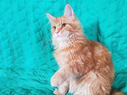 Шикарные кошечки из питомника, возможно в брид