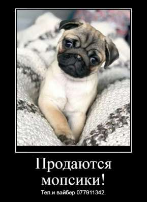 Продаются щенки королевского мопса! фото 3