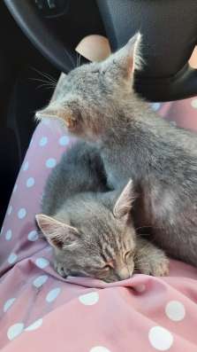 Кошечки с трассы