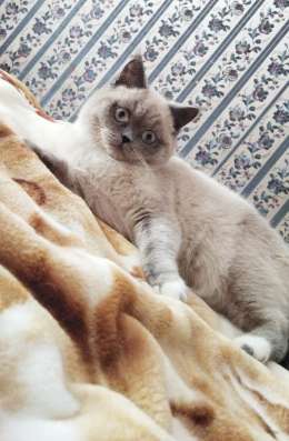 Продам шотландского котёнка в Москве