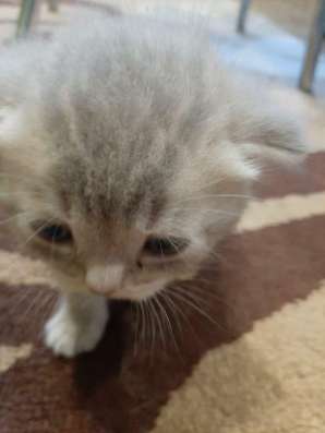 Шотландские котята фото 10