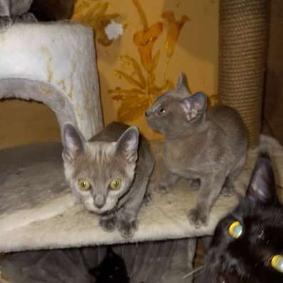 Европейская бурма котята в Брянске фото 6