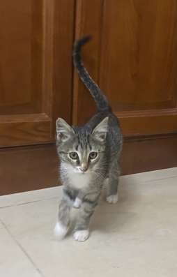 Ласковый котёнок в добрые руки