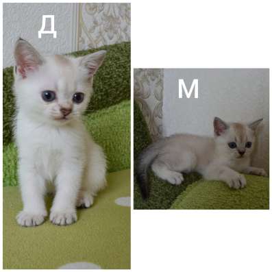 Продам шотландских котят в Краснодаре фото 3