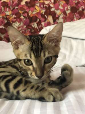 Продаю бенгальского котёнка ♥️ фото 3