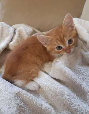 Рыжий котёнок ищит семью