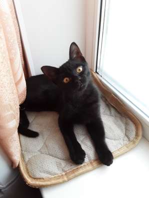 Котёнок бесплатно