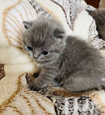 Шотландские котята фото 4