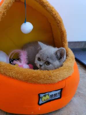 Британские котята, разного возраста, большой выбор фото 11